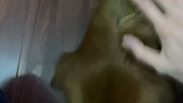 Dogs raised by Tianjin people