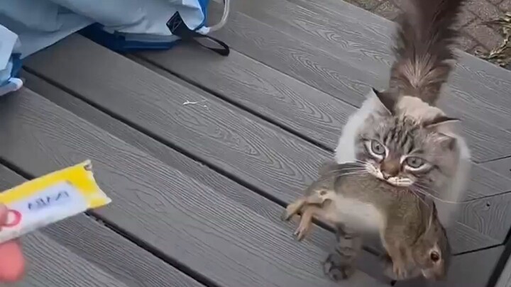The cat keeps adding to the family.