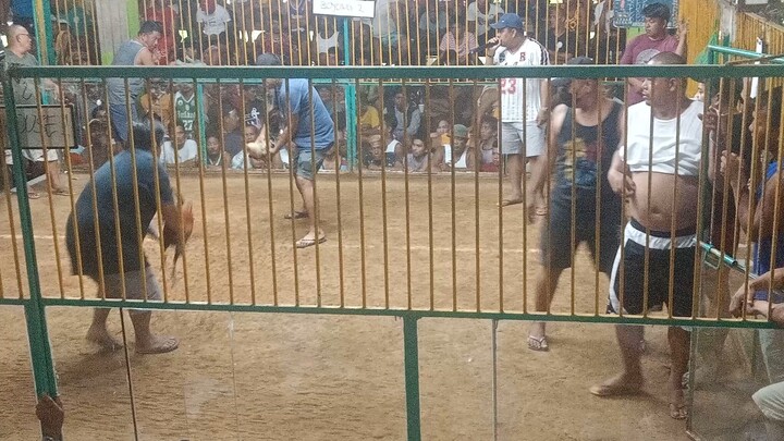 hatch Gilmore 8 moths old first fight wala sugat laki kalaban mataas magulang