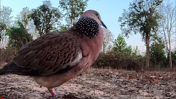 ต่อนกเขาใหญ่ดุดุHD#big dove fighter【เจ้าAll DayEP6】#Bẩy Chim Cu Gáy#burk terkukur pikat