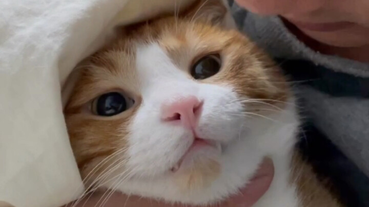 Mimi Mèo: “Tôi nói hai chữ ‘Cứu với’ đến mệt luôn rồi (._.`)”