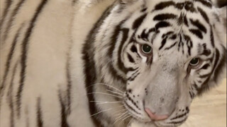 واحد اثنان ثلاثة، خشبة!