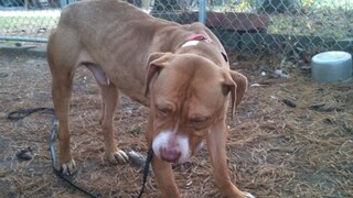 Dog hadn't known kindness until he met this woman