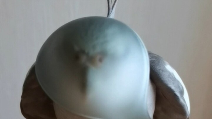 Masked Australian Cockroach