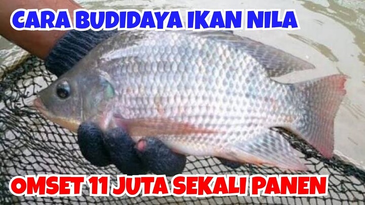 BUDIDAYA IKAN NILA, OMSET 11 JUTA SEKALI PANEN || CARA BUDIDAYA IKAN NILA DI KOLAM TERPAL