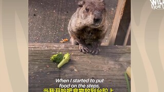 4年前喂了一只主动上门的土拨鼠，以后...可能要负责它的子子孙孙了