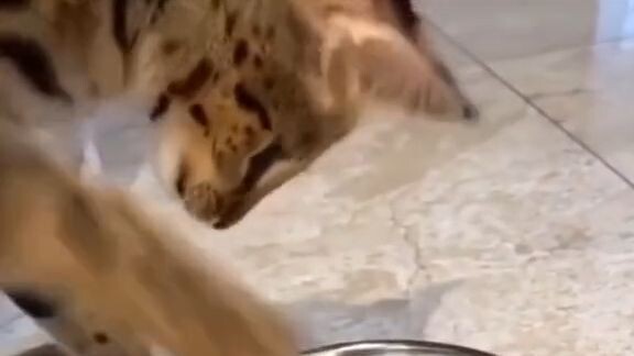 Another video Funny cat