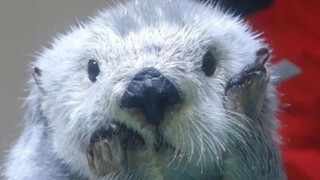 This guy really knows he's super cute!