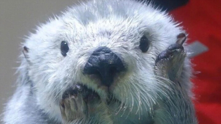 เจ้าตัวนี้รู้ตัวจริงๆ นะว่าตัวเองน่ารักมาก!