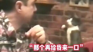 The kitties are actually all pretty good at sign language! Kitty, I’m really trying my best! #cutepe