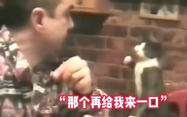 Mèo mèo hóa ra đều biết làm ngôn ngữ ký hiệu rồi. Mèo mèo à, tớ thực sự đã rất nỗ lực rồi đó! #Thú_c