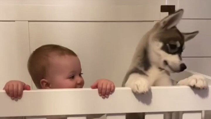 What’s it like raising a husky pup alongside your daughter?