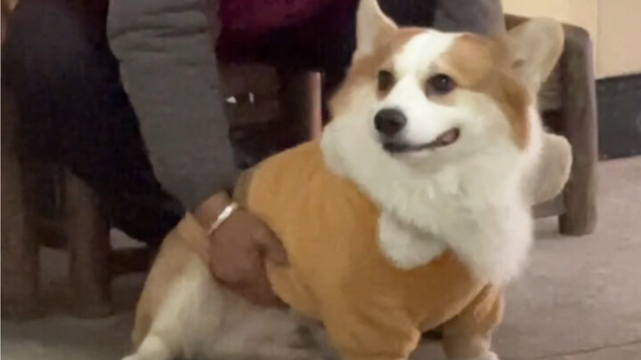 Con chó này đúng là biết cách gây chú ý.