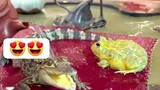crocodile and frog baths