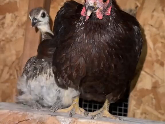 Ini adalah seekor ayam betina yang mengerami telur merak; anak merak itu menganggapnya sebagai ibu, 