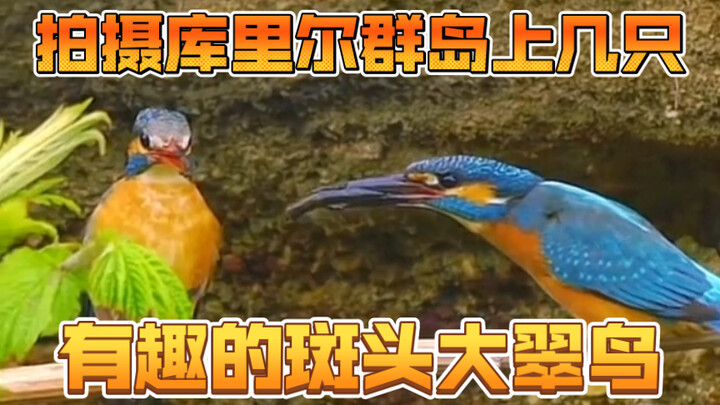 Filming Several Interesting Blue-and-White Kingfishers on the Kuril Islands