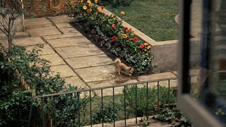 【宇哥】邻家小狗总在刨花园里的土，下边究竟埋了什么？《后窗》