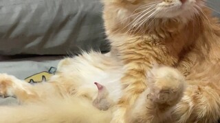 ไข่เจียวแมวมึน ผมทำหมันแล้วนะฮับ แต่ยังใช้งานได้นะฮับ