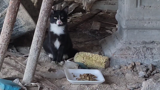 I found three siblings cat under construction site.