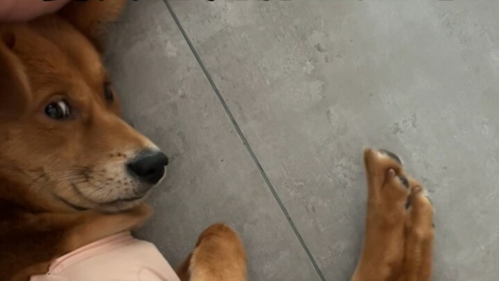 The difference between turning on air conditioning and not turning on air conditioning for dogs in s
