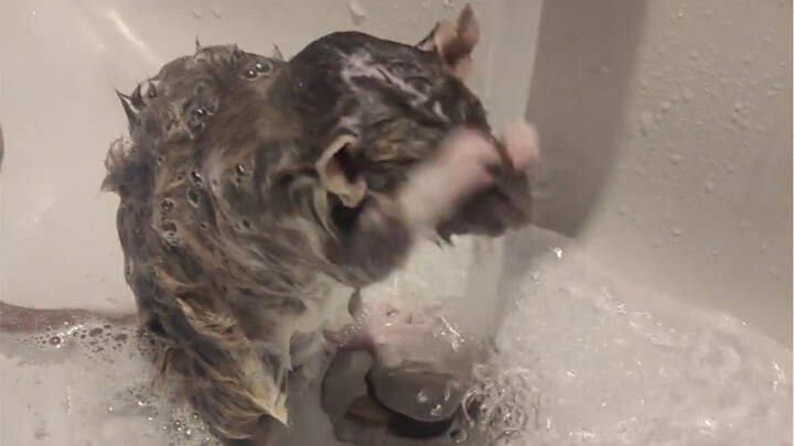 Fancy rats are smarter than cats.