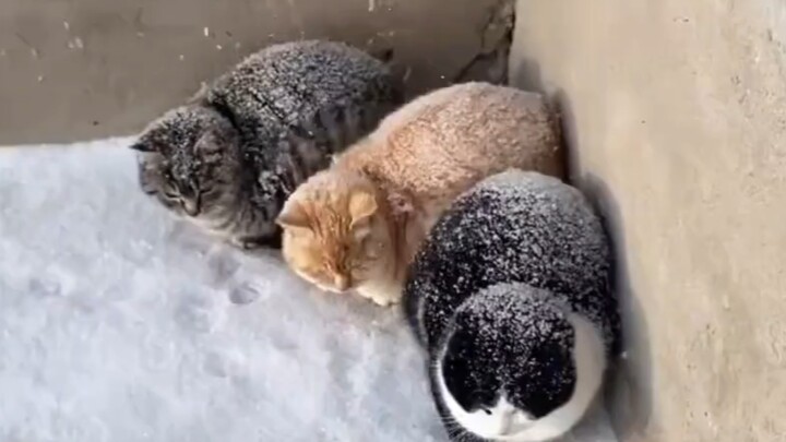 Bánh mì lớn phủ đường tuyết trên tuyết!