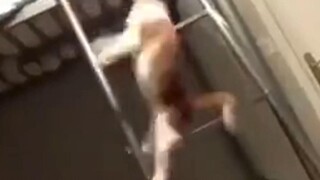 نزلت هذه القطة على السلم وبدا الأمر وكأنه موسيقى إلكترونية ~