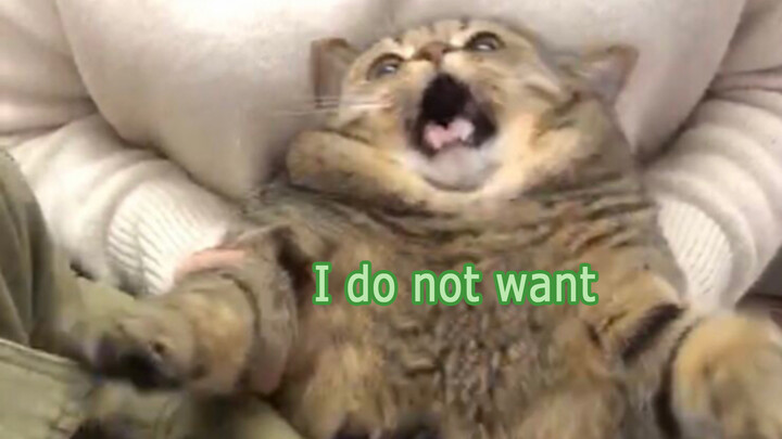 [Animals]The cat did not wipe its butt after going to the toilet so...