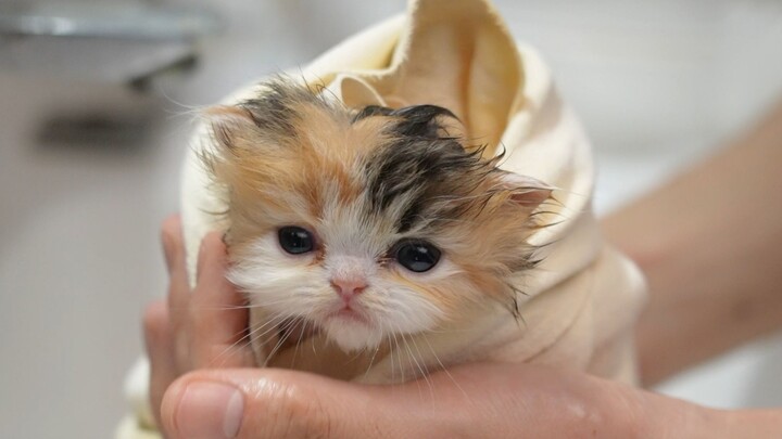 Kitten’s First Bath: “Who am I? Where am I?”