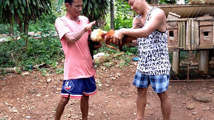 stretching mga ka manok 🔥