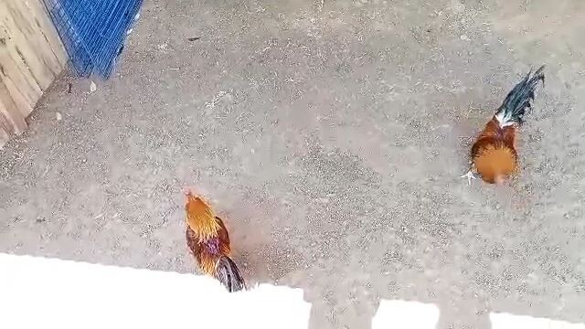 manok