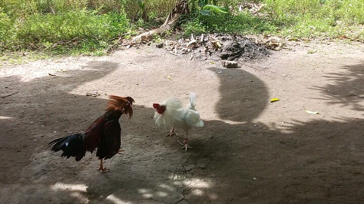 unpredictable fight