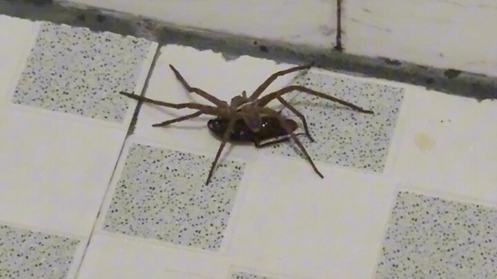 จริงๆ แล้ว การมีอยู่ของสิ่งมีชีวิตทุกชนิดล้วนมีเหตุผลของมัน