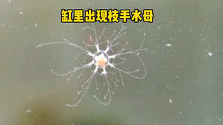 A beautiful branchial jellyfish appears in the tank