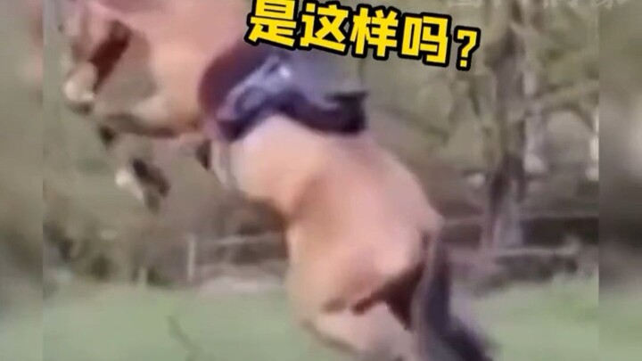 How strong is a horse’s ability to understand!