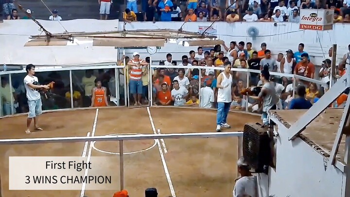 FIRST FIGHT 3 WINS CHAMPION