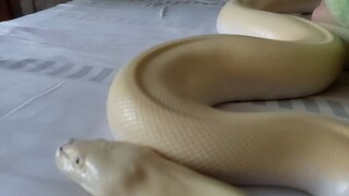 [Animals]A video clip of me and my pet snake