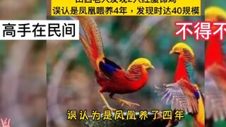 Seorang pria tua di Shanxi secara keliru memelihara burung pegar emas dengan burung phoenix selama e