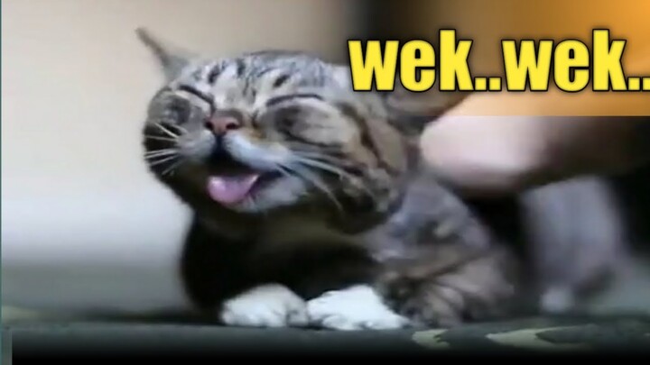 Bahan ketawa Kumpulan video kucing lucu dan gemes 2021😹 funny cats