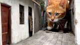 The giant cat walks through the human streets and the ground cracks