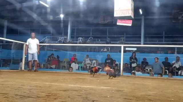 champion 2cock ulutan
