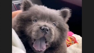"การโจมตีสุดน่ารักของ Banana Wolf!!!"