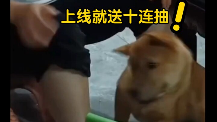 Anjing: “Semakin tak bisa dimiliki, semakin kucinta. Aku tak percaya ada orang yang tak bisa kujilat