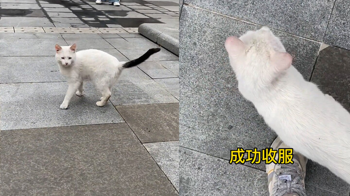 Man encounters a stray cat; his “master-level cat talk” has the feline spinning in circles—netizens: