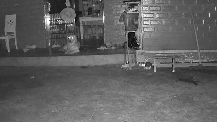 Untungnya, Donggua tahu di mana rumah Nenek Wang, kalau tidak, nenek saya akan kembali dalam kegelap