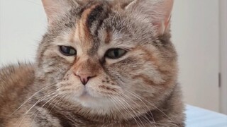 If you don't get up soon, you'll lose a chubby kitty.