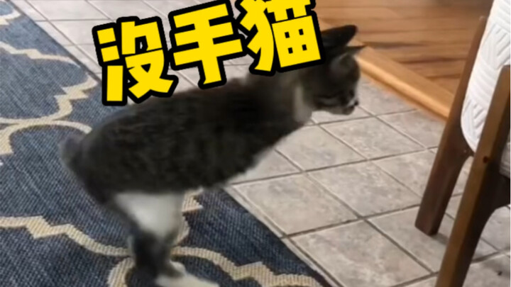 Have you ever seen a cat without paws? It walks on two legs, kind of like a dinosaur.