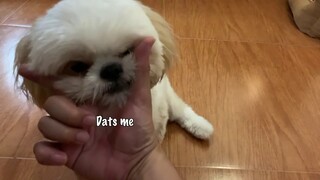 Shih tzu Puppy Tries To Recover From His Sickness By Asking For Prayers