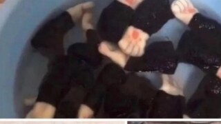 Setiap kali saya mencuci sarung kursi, kucing saya menjadi pendiam selama berhari-hari.