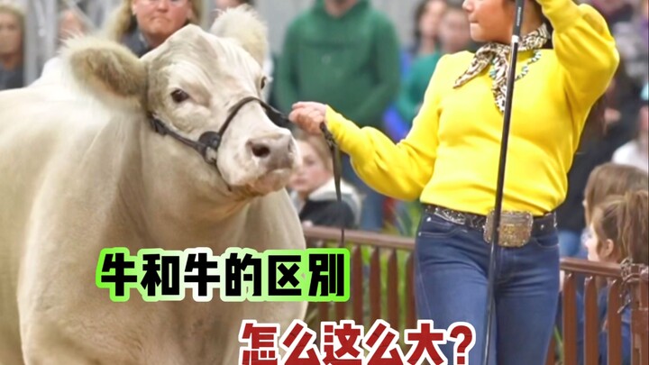 Mengapa perbedaan antara sapi begitu besar?